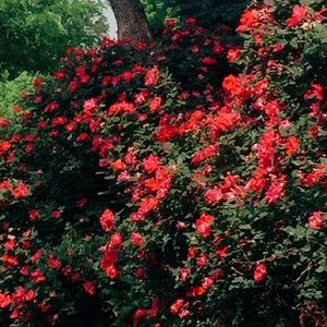 Meet your Posher, Bimala